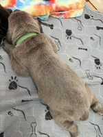 Bugsy, a male Cane Corso for sale in Mount Tremper, NY – 3 of 3