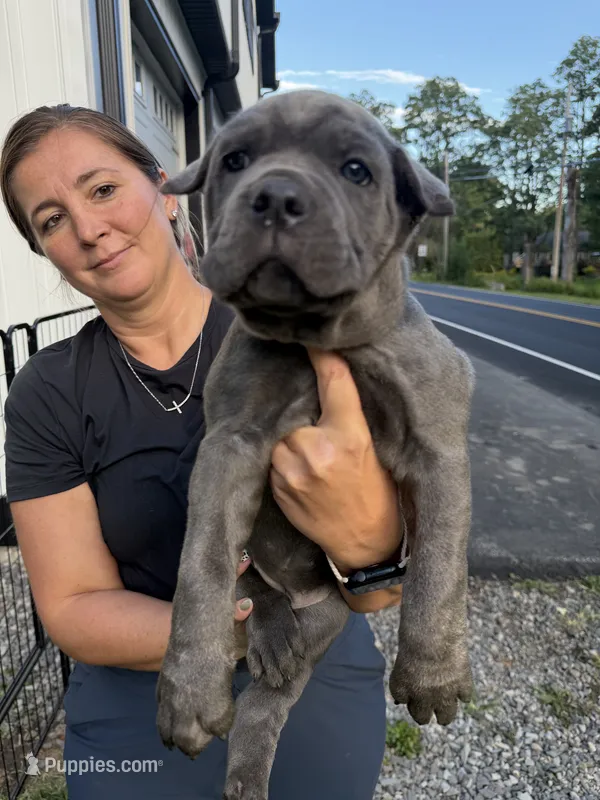 Maria-Teal Collar – Cane Corso puppy for sale in Mount Tremper, NY
