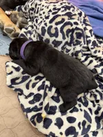 Meadow Purple Collar , a female Cane Corso for sale in Mount Tremper, NY – 3 of 3