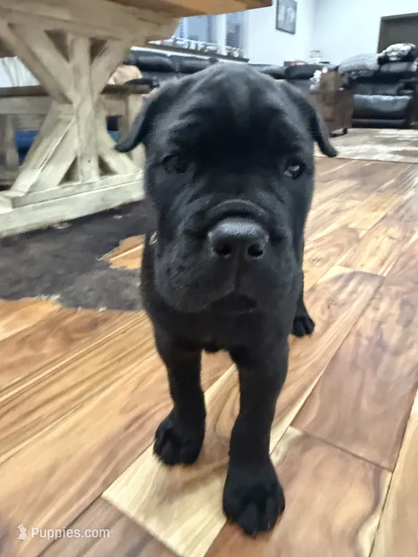 John-Black Collar – Cane Corso puppy for sale in Mount Tremper, NY