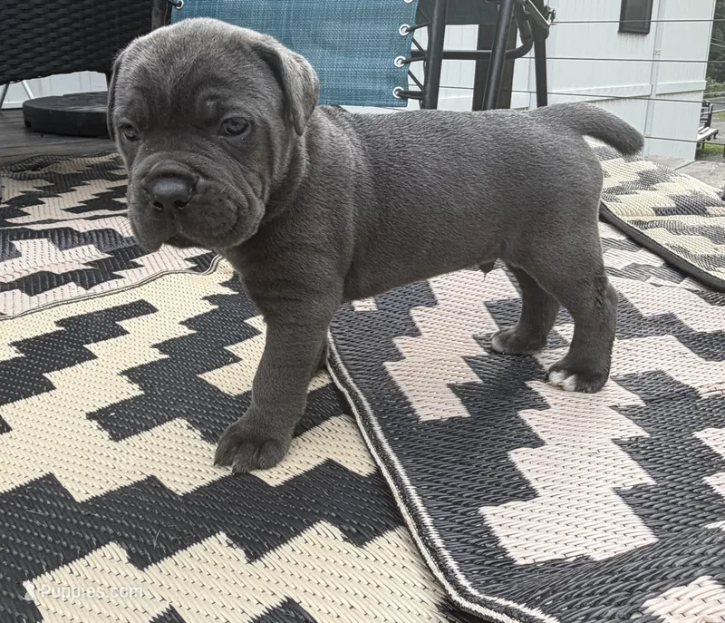 Bugsy-green collar  – Cane Corso puppy for sale in Mount Tremper, NY