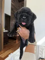 John-Light Grey Collar, a male Cane Corso for sale in Mount Tremper, NY – 3 of 4