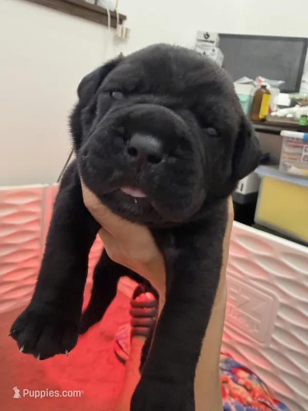Meadow Purple Collar  – Cane Corso puppy for sale in Mount Tremper, NY