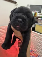 Meadow Purple Collar , a female Cane Corso for sale in Mount Tremper, NY – 1 of 3