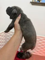 Meyer, a male Cane Corso for sale in Mount Tremper, NY – 4 of 4