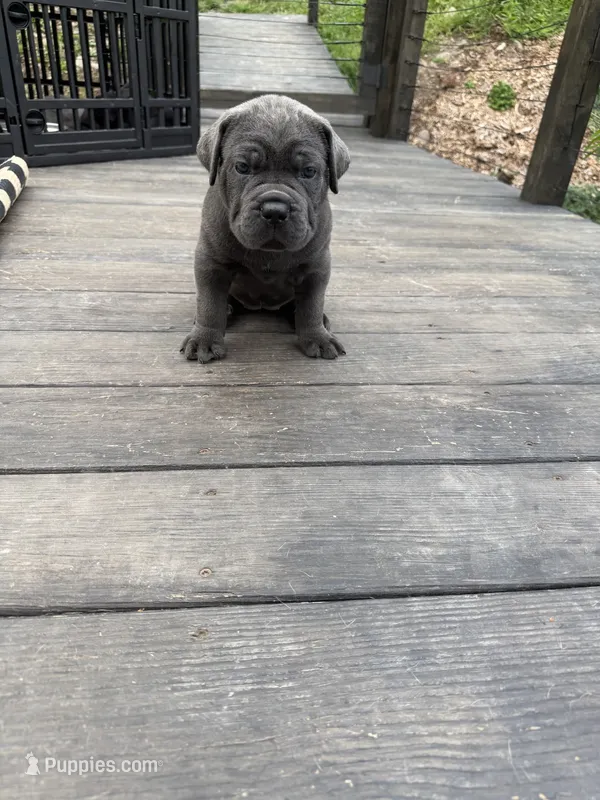 Griselda -dark pink collar – Cane Corso puppy for sale in Mount Tremper, NY
