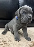 Capone-Blue Collar, a male Cane Corso for sale in Mount Tremper, NY – 2 of 10