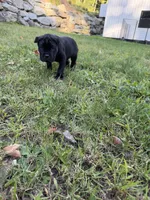 John-Black Collar, a male Cane Corso for sale in Mount Tremper, NY – 3 of 5