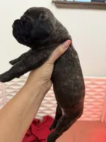 Lucky, a male Cane Corso for sale in Mount Tremper, NY – 2 of 4