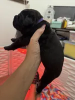 Meadow Purple Collar , a female Cane Corso for sale in Mount Tremper, NY – 2 of 3