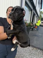 Pablo , a male Cane Corso for sale in Mount Tremper, NY – 5 of 9