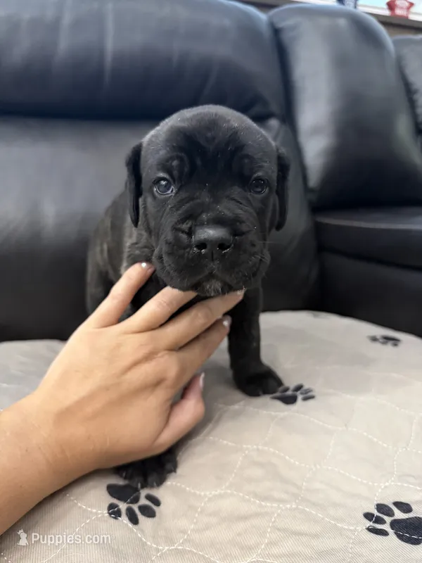 Lucky-black brindle  – Cane Corso puppy for sale in Mount Tremper, NY