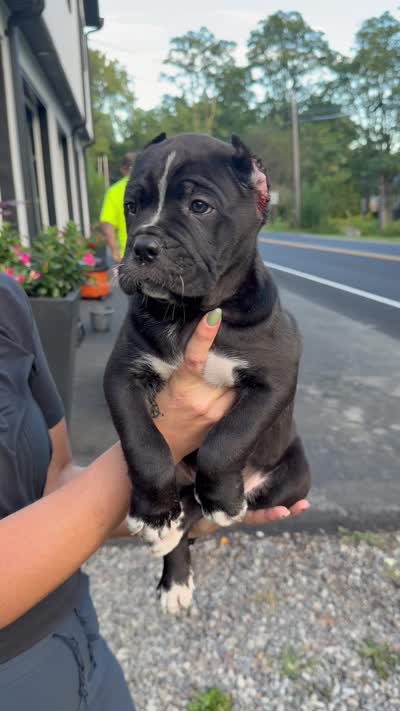 Pablo , a male Cane Corso for sale in Mount Tremper, NY – 9 of 9