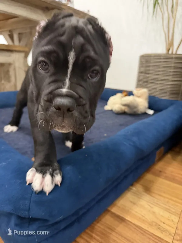 Pablo  – Cane Corso puppy for sale in Mount Tremper, NY