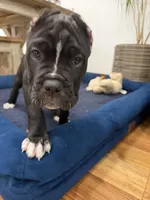 Pablo , a male Cane Corso for sale in Mount Tremper, NY – 1 of 9