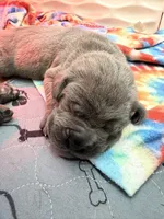 Janice , a female Cane Corso for sale in Mount Tremper, NY – 2 of 4