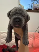 Griselda , a female Cane Corso for sale in Mount Tremper, NY – 2 of 4