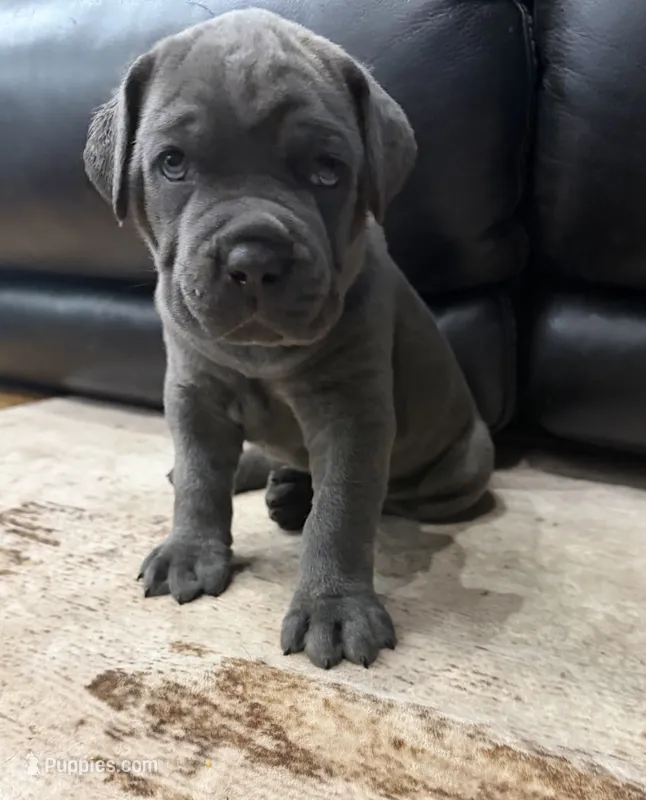 Capone-Blue Collar – Cane Corso puppy for sale in Mount Tremper, NY