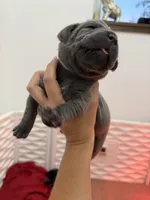 Maria, a female Cane Corso for sale in Mount Tremper, NY – 2 of 4
