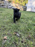 John-Black Collar, a male Cane Corso for sale in Mount Tremper, NY – 4 of 5