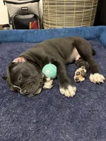 Pablo , a male Cane Corso for sale in Mount Tremper, NY – 6 of 9