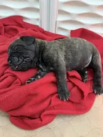 Lucky, a male Cane Corso for sale in Mount Tremper, NY – 4 of 4