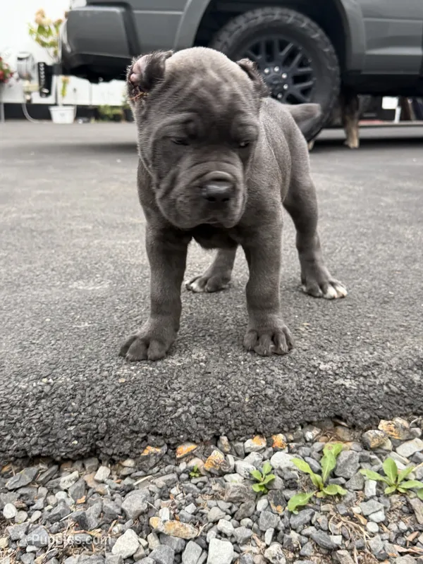 Bugsy-green collar  – Cane Corso puppy for sale in Mount Tremper, NY