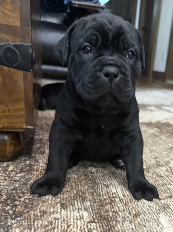Meadow Purple Collar  – Cane Corso puppy for sale in Mount Tremper, NY