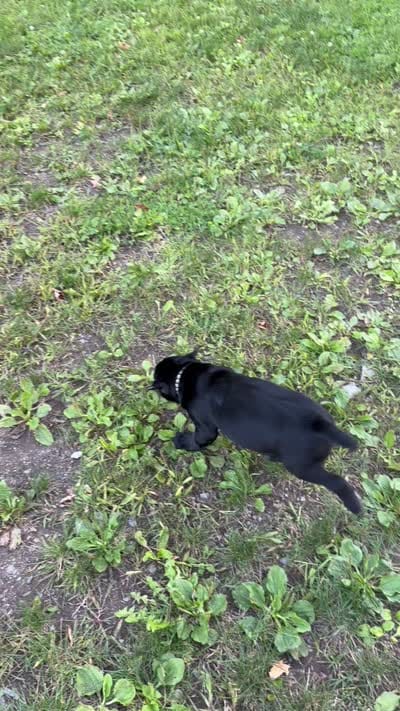 John-Black Collar, a male Cane Corso for sale in Mount Tremper, NY – 5 of 5
