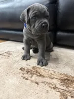 Capone-Blue Collar, a male Cane Corso for sale in Mount Tremper, NY – 5 of 10