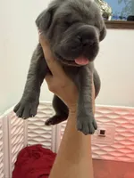 Janice , a female Cane Corso for sale in Mount Tremper, NY – 4 of 4