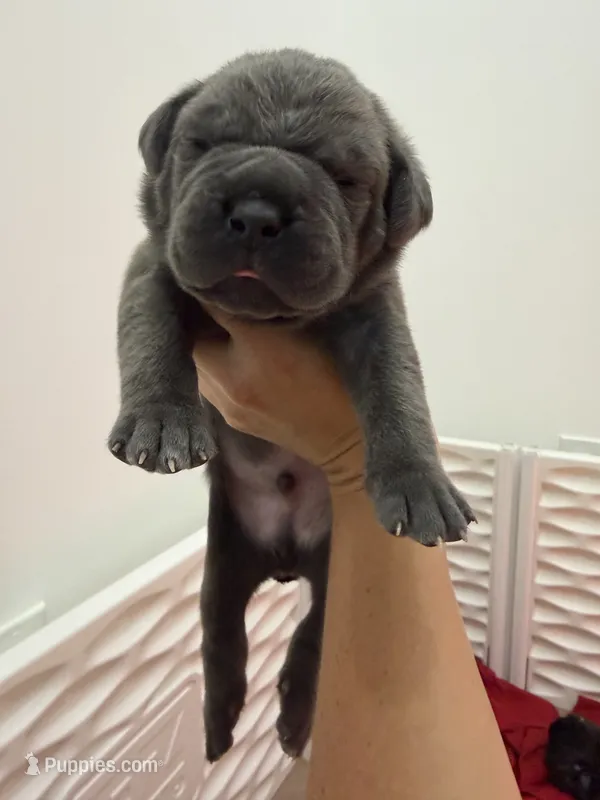 Meyer – Cane Corso puppy for sale in Mount Tremper, NY