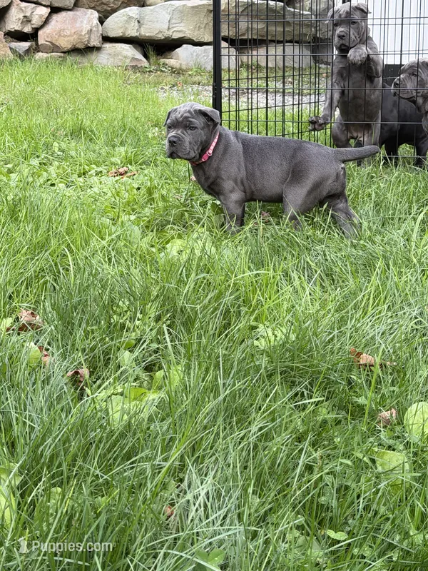 Griselda -dark pink collar – Cane Corso puppy for sale in Mount Tremper, NY