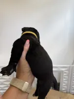 Carmela - Yellow Collar, a female Cane Corso for sale in Mount Tremper, NY – 2 of 4