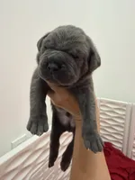 Meyer, a male Cane Corso for sale in Mount Tremper, NY – 2 of 4