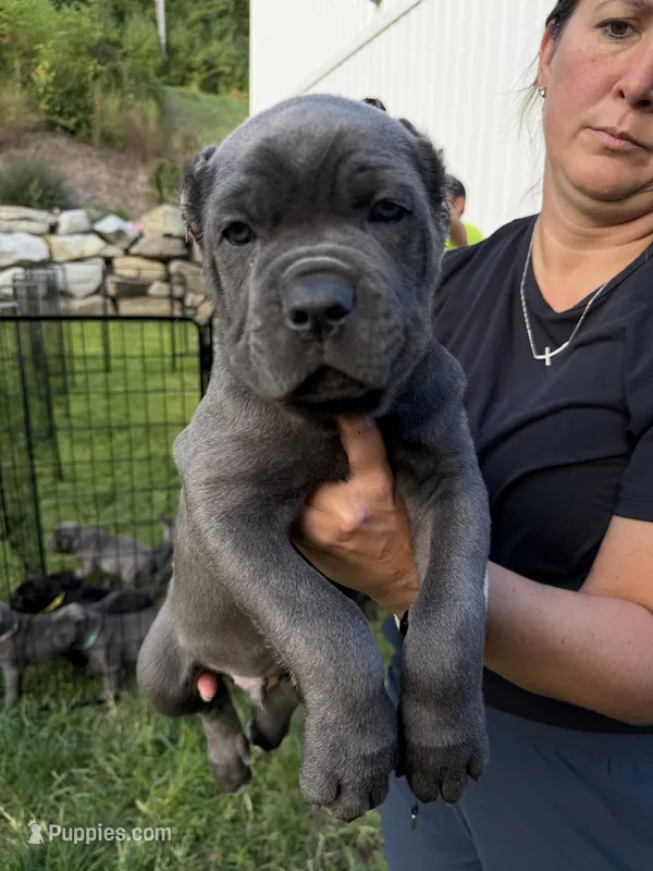 Bugsy-green collar  – Cane Corso puppy for sale in Mount Tremper, NY