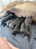 Maria, a female Cane Corso for sale in Mount Tremper, NY – 4 of 4
