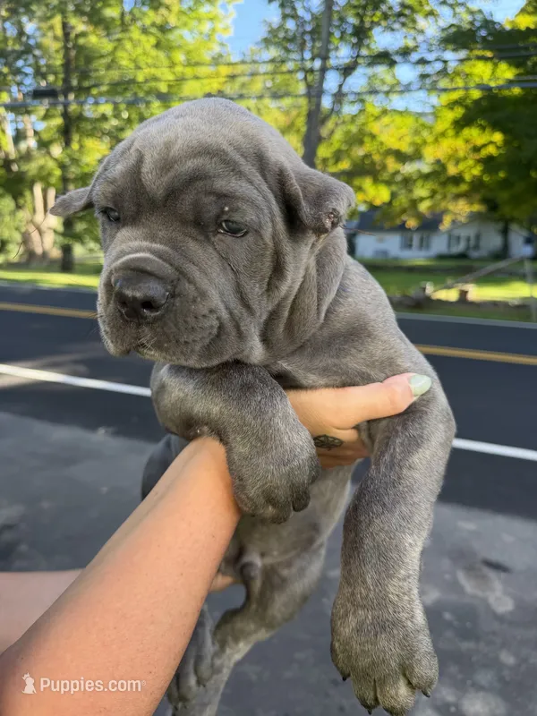 Capone-Blue Collar – Cane Corso puppy for sale in Mount Tremper, NY