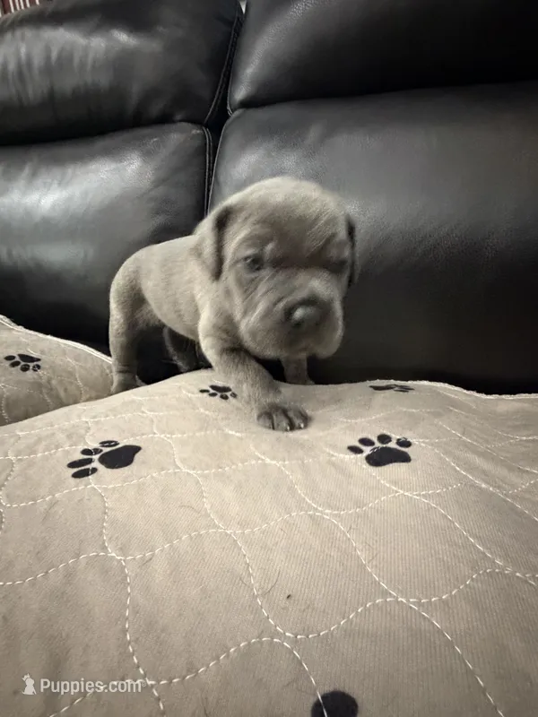 Meyer-Orange Collar – Cane Corso puppy for sale in Mount Tremper, NY