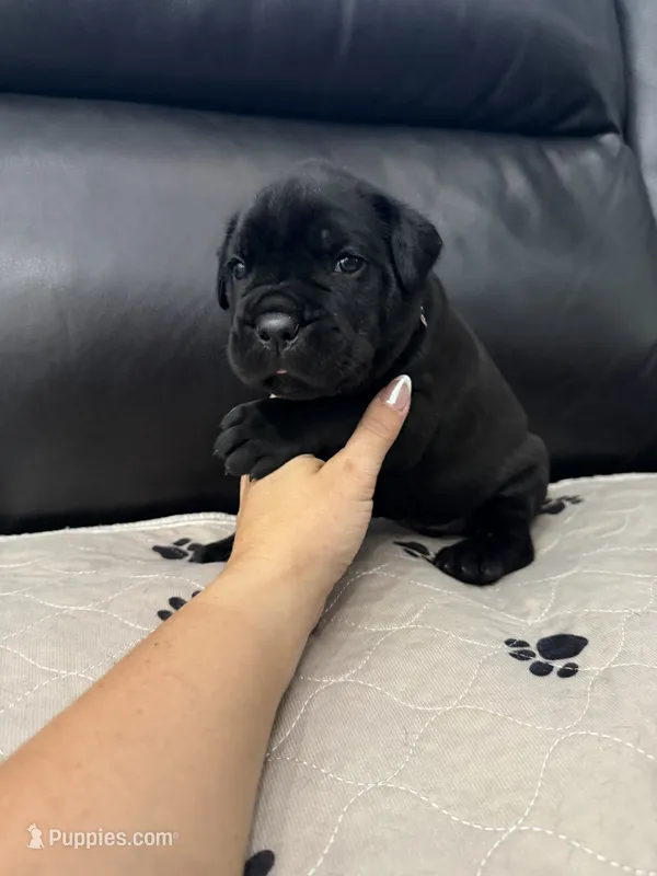 John-Light Grey Collar – Cane Corso puppy for sale in Mount Tremper, NY