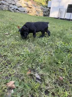 John-Black Collar, a male Cane Corso for sale in Mount Tremper, NY – 2 of 5