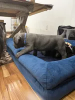 Capone-Blue Collar, a male Cane Corso for sale in Mount Tremper, NY – 6 of 10
