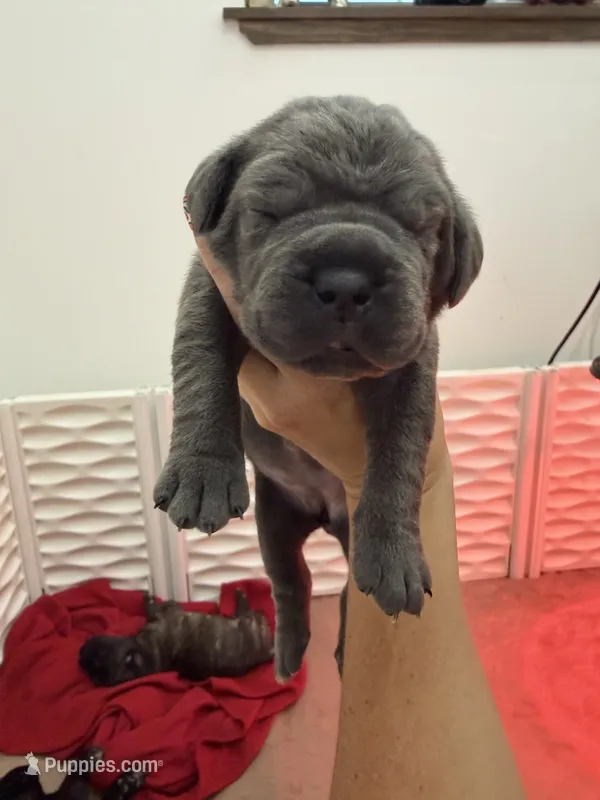 Griselda  – Cane Corso puppy for sale in Mount Tremper, NY