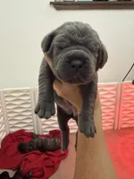 Griselda , a female Cane Corso for sale in Mount Tremper, NY – 1 of 4