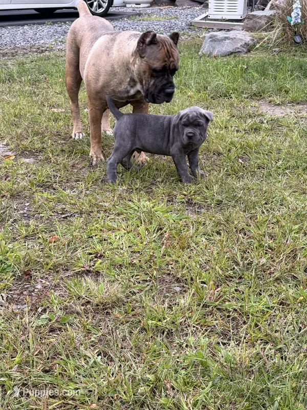 Capone-Blue Collar – Cane Corso puppy for sale in Mount Tremper, NY