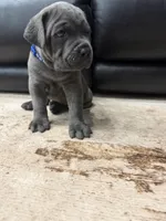 Capone-Blue Collar, a male Cane Corso for sale in Mount Tremper, NY – 10 of 10