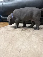 Capone-Blue Collar, a male Cane Corso for sale in Mount Tremper, NY – 9 of 10