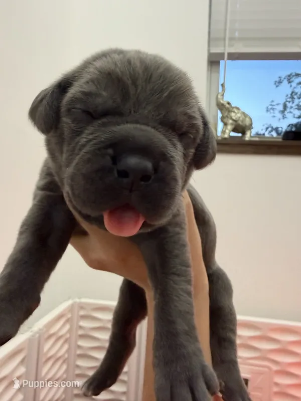 Bugsy – Cane Corso puppy for sale in Mount Tremper, NY