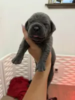 Maria, a female Cane Corso for sale in Mount Tremper, NY – 3 of 4