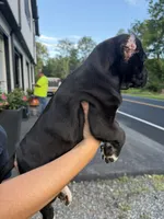 Pablo , a male Cane Corso for sale in Mount Tremper, NY – 4 of 9